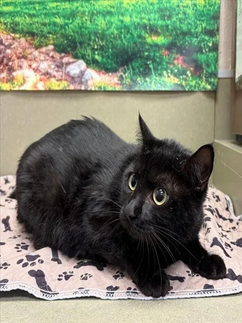 An adult small-sized female Domestic Short Hair cat named Samantha for adoption in Moreno Valley, CA