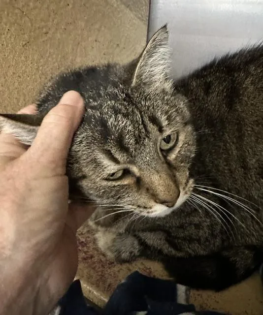 An adult medium-sized female Tabby (Gray / Blue / Silver) Domestic Short Hair cat named Fiona for adoption in Cincinnati, OH