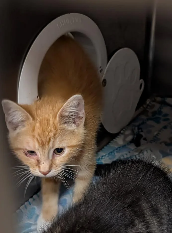 A baby medium-sized female Tabby (Orange / Red) Tabby cat named Aunt Fanny for adoption in Marietta, OH