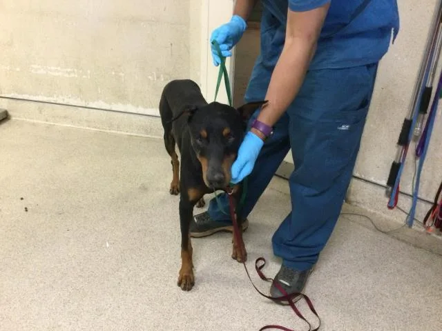 A young large-sized male Doberman Pinscher dog named Doobie for adoption in Riverside, CA