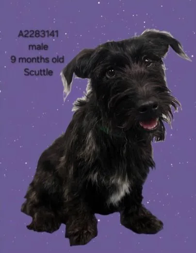 A young small-sized male Terrier dog named Scuttle for adoption in Los Angeles, CA