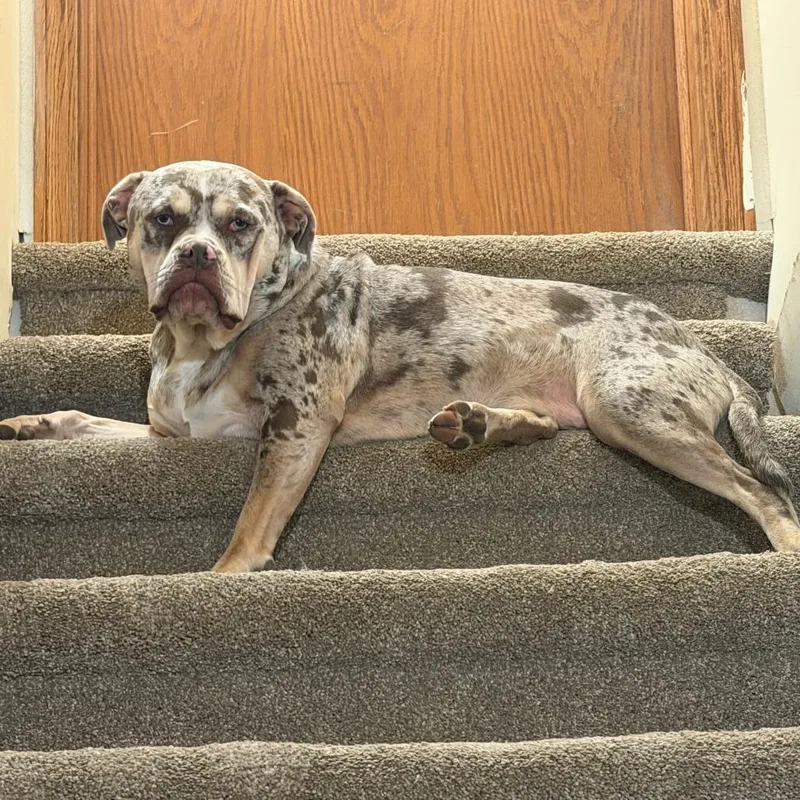 An adult large-sized female Gray / Blue / Silver Mixed Breed dog named Mavis for adoption in Madison, WI
