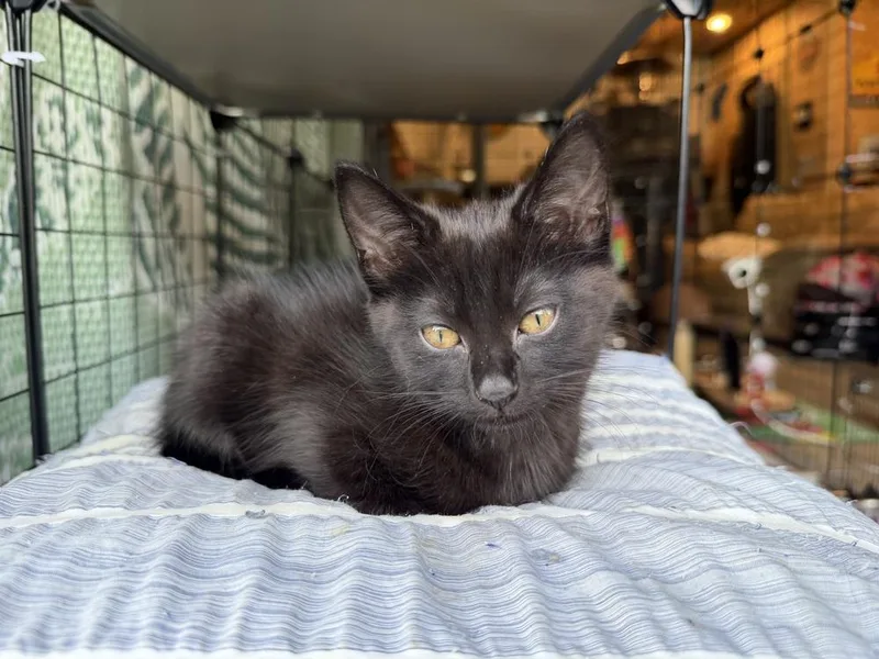 A baby small-sized female Black Domestic Short Hair cat named Jasmine for adoption in Plymouth, MI