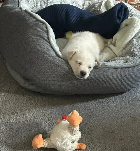 A baby medium-sized male White / Cream Labrador Retriever dog named Scout for adoption in Cerritos, CA