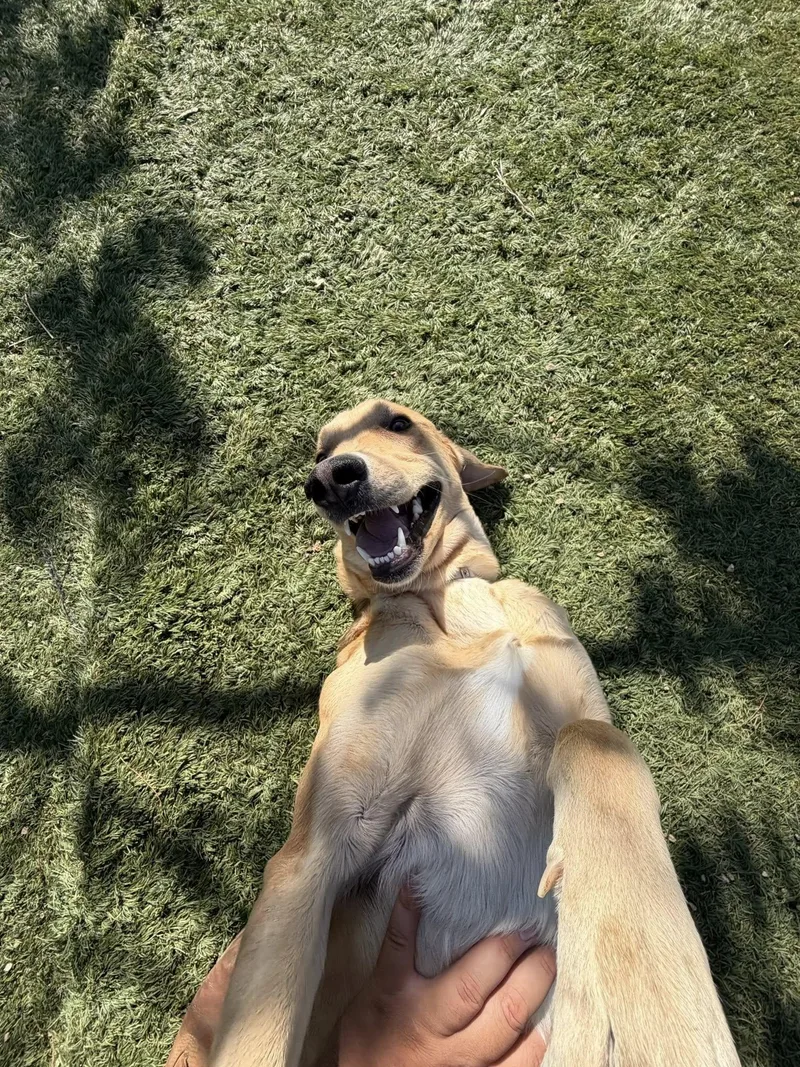 Sunshine thumbnail 4