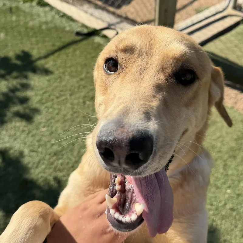 An adult medium-sized female Golden Golden Retriever dog named Sunshine for adoption in Agua Dulce, CA