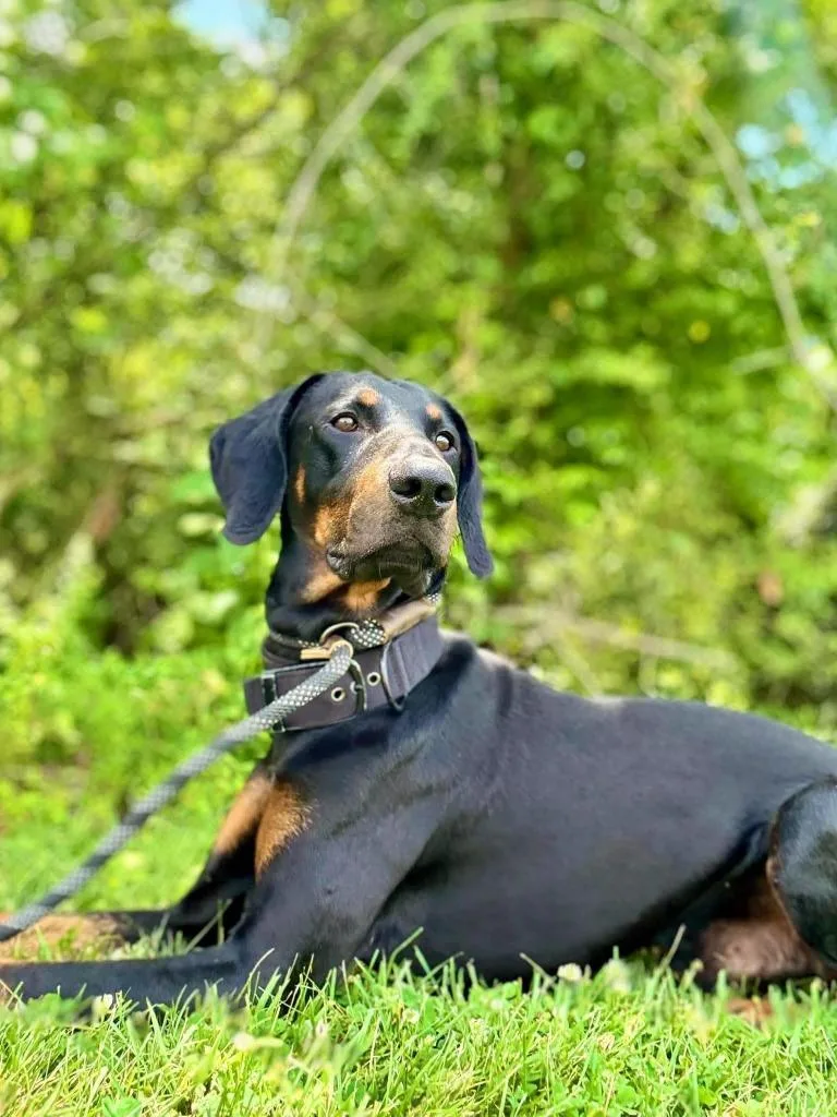 A young large-sized male Doberman Pinscher dog named Prince for adoption in Waverly, TN