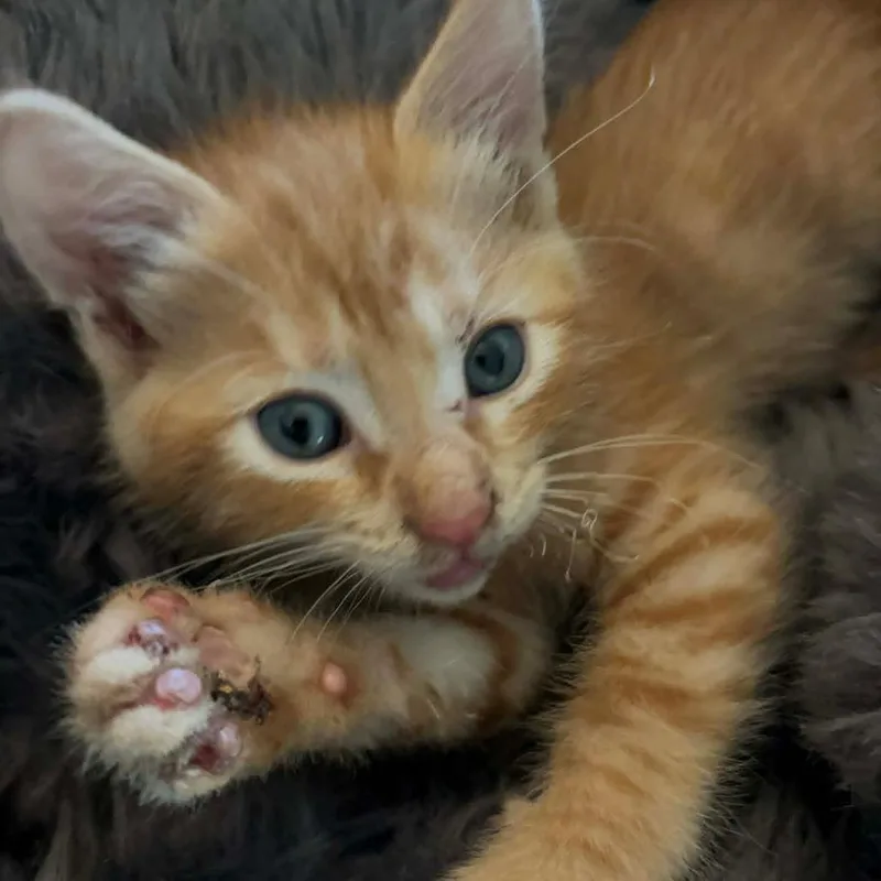 A baby small-sized male Orange / Red Domestic Short Hair cat named Oz for adoption in Austin, TX