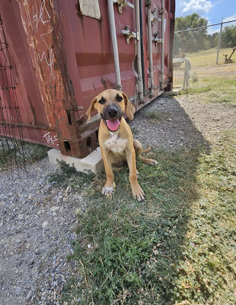 A baby small-sized male Bicolor Black Mouth Cur dog named Chestnut for adoption in Hamilton , TX