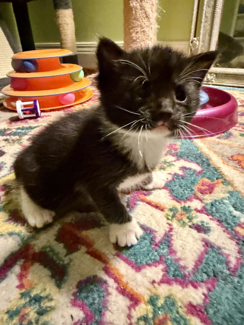 A baby medium-sized male Tuxedo cat named Shamu for adoption in Georgetown, KY