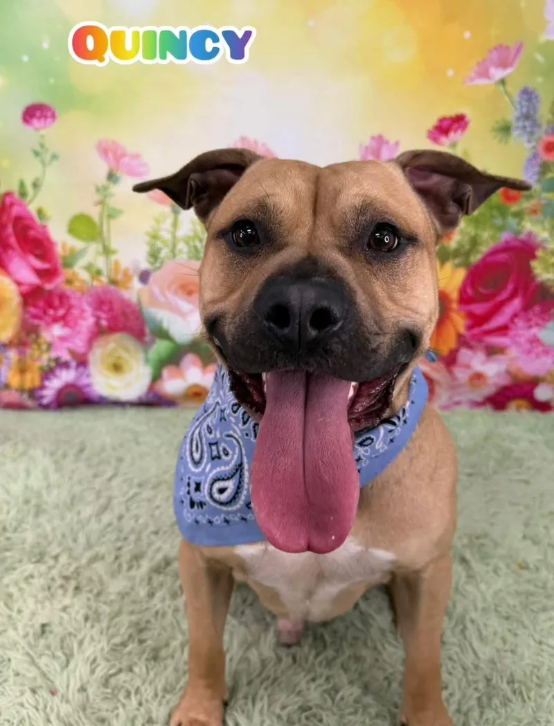 An adult medium-sized male Yellow / Tan / Blond / Fawn Mixed Breed dog named Quincy for adoption in Flint, MI