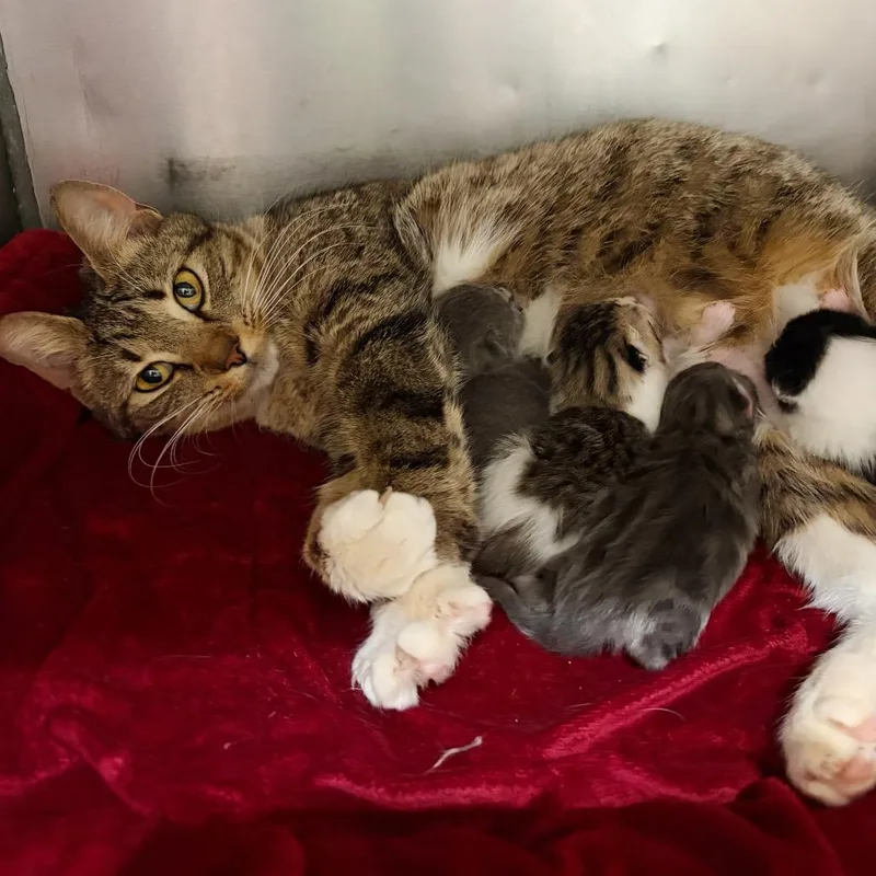 An adult medium-sized female Domestic Short Hair cat named Bianca for adoption in Cumming, GA