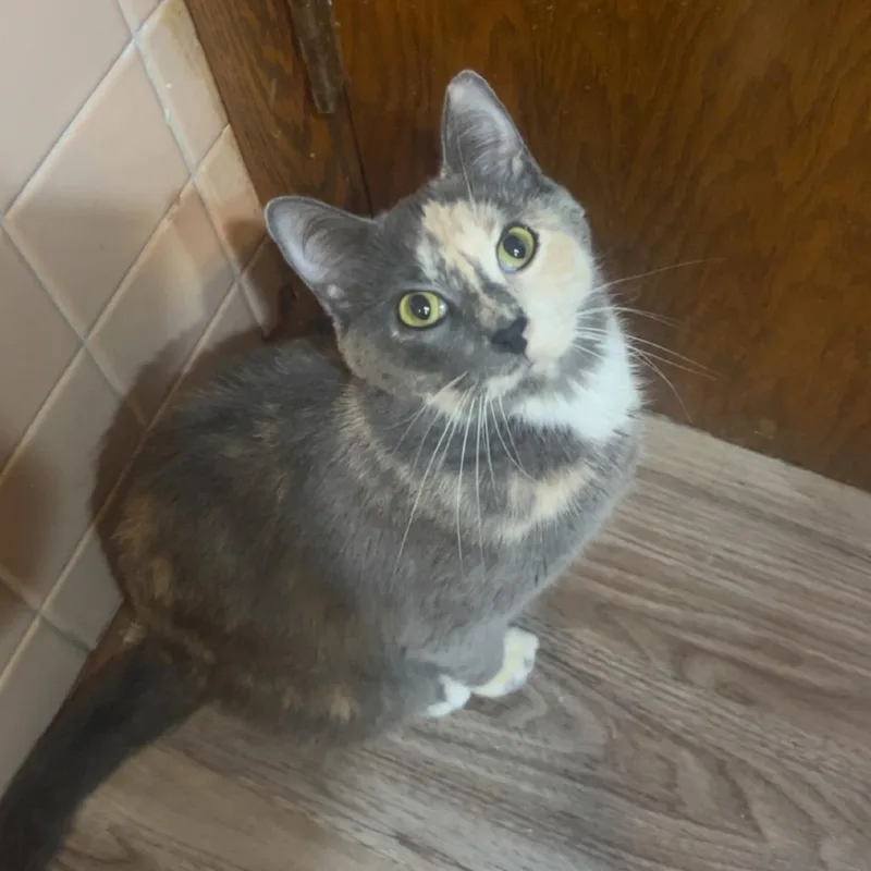 An adult small-sized female Gray / Blue / Silver Domestic Short Hair cat named Nala for adoption in Rochester, MN