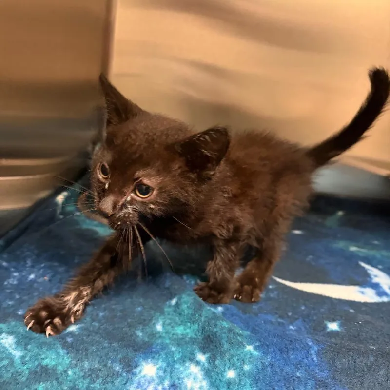 A baby small-sized male Black Domestic Short Hair cat named Rocco for adoption in Columbus, GA