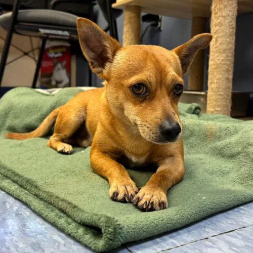 A young small-sized male Brown / Chocolate Chihuahua dog named Milton for adoption in Washington DC, DC