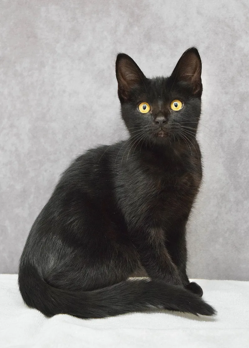 A baby medium-sized female Black Domestic Short Hair cat named DupliKate for adoption in Dublin, CA