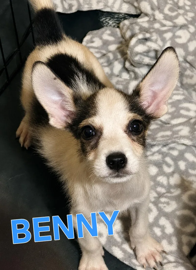 Benny