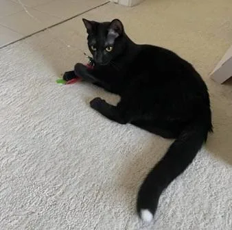 A young medium-sized male Black Domestic Short Hair cat named Deni for adoption in San Francisco, CA
