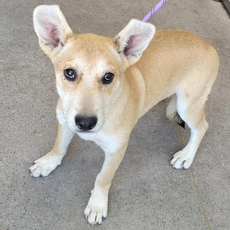 A baby small-sized male Yellow / Tan / Blond / Fawn Mixed Breed dog named 110347 for adoption in Las Cruces, NM