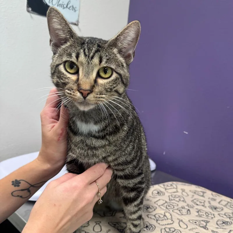 An adult medium-sized male Brown / Chocolate Domestic Short Hair cat named Waylon for adoption in Englewood, FL