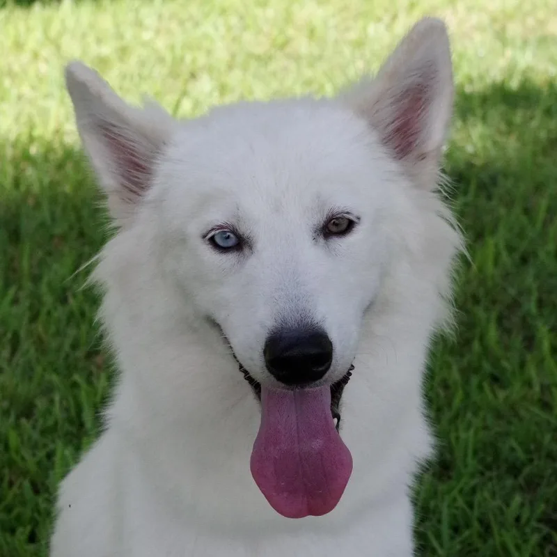 A young medium-sized female Husky dog named Summer for adoption in Miami, FL