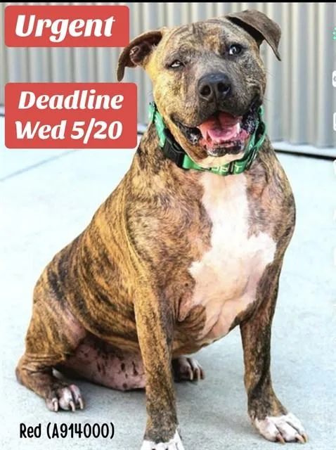 An adult large-sized male Pit Bull Terrier dog named Red for adoption in Sacramento, CA