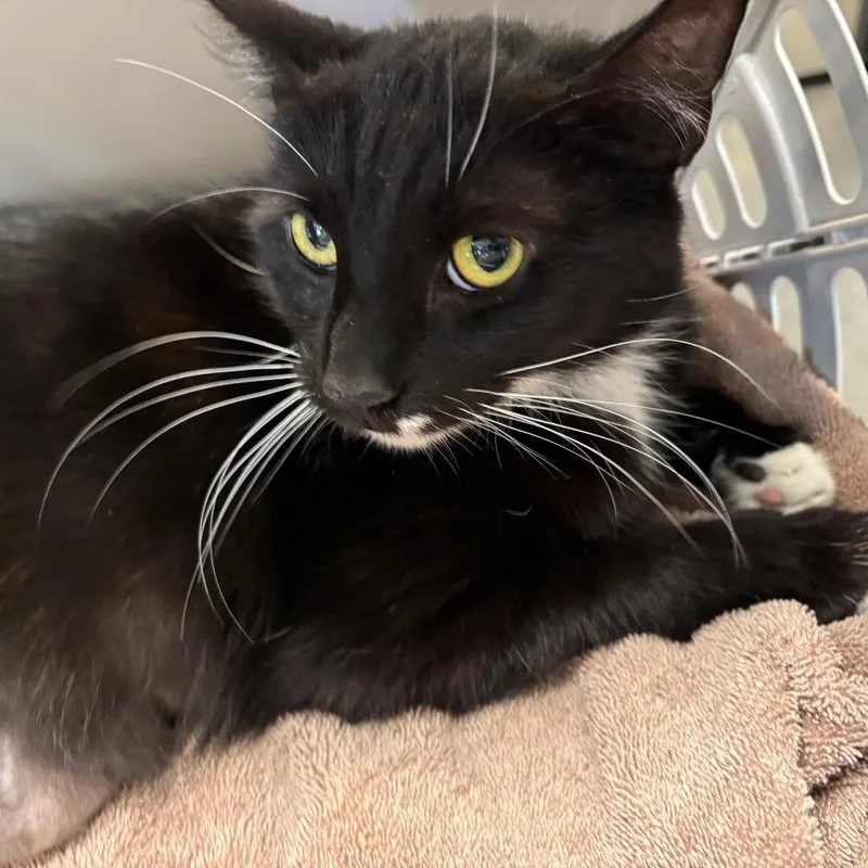 An adult large-sized male Black Domestic Short Hair cat named Sir Chonks for adoption in Allentown, PA