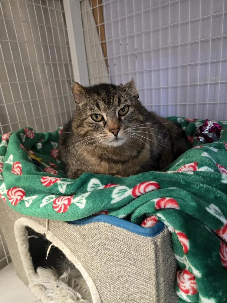 An adult medium-sized male Brown / Chocolate Domestic Short Hair cat named Elmer for adoption in Vancouver, WA