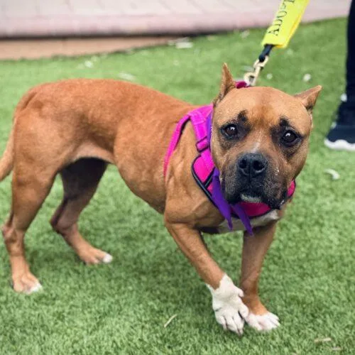 An adult medium-sized female Brown / Chocolate American Staffordshire Terrier dog named Taffy for adoption in Glendale, AZ