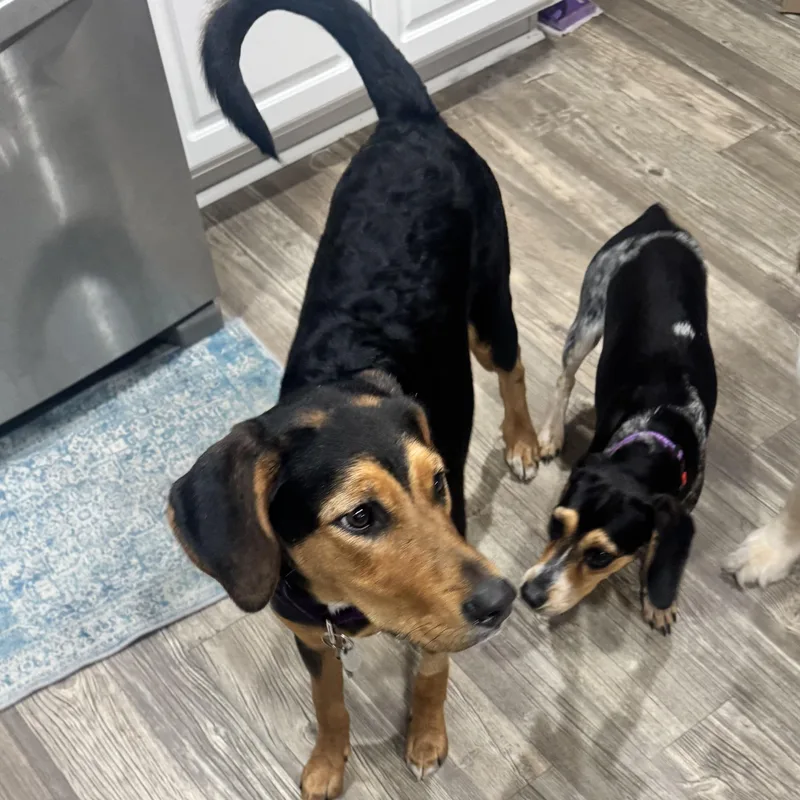 A young large-sized female Hound dog named Scout for adoption in Calabash, NC
