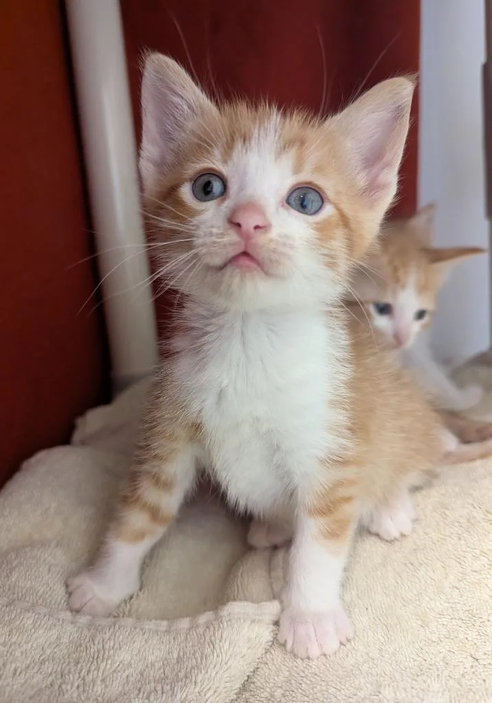 A baby small-sized male Domestic Short Hair cat named Kirk for adoption in Barron, WI