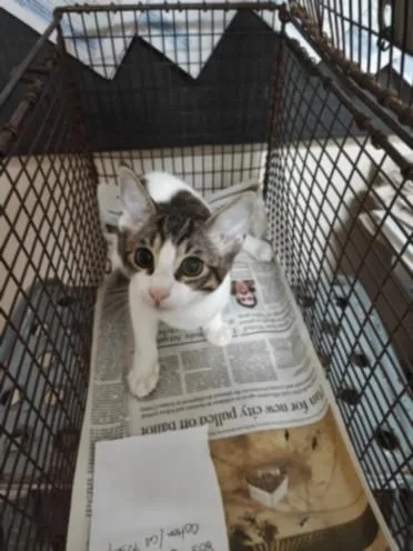 A baby small-sized female Domestic Short Hair cat named Kirsten for adoption in Los Angeles, CA
