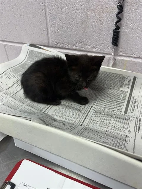 A baby small-sized female Domestic Short Hair cat named Lauren for adoption in Jacksonville, FL