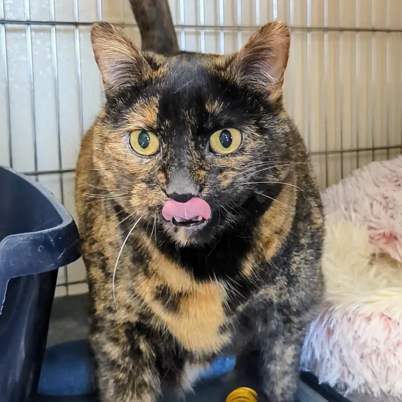 A senior large-sized female Tortoiseshell Domestic Short Hair cat named Phoebe for adoption in West Jefferson, OH