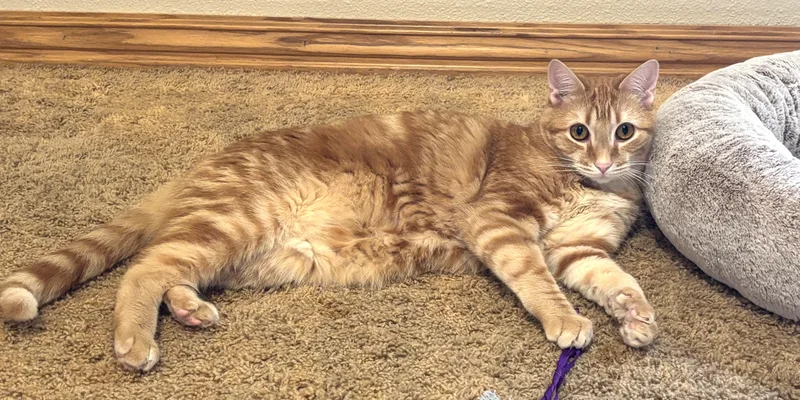 An adult medium-sized male Domestic Short Hair cat named Smidge for adoption in Bentonville, AR