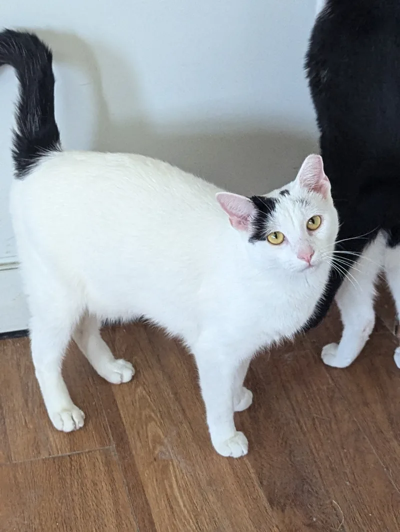 Captain Morgan thumbnail 2