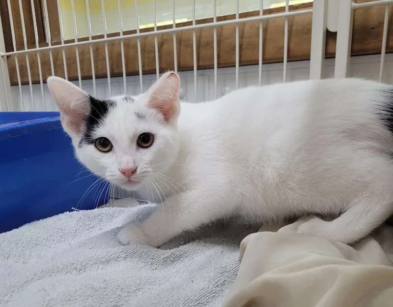 Captain Morgan thumbnail 4