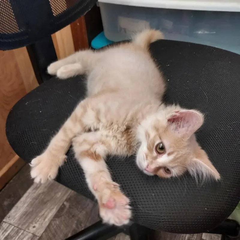 A baby small-sized female Buff / Tan / Fawn Domestic Short Hair cat named Toast for adoption in Hinsdale, IL
