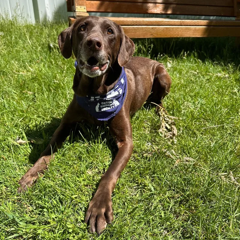 Artemis