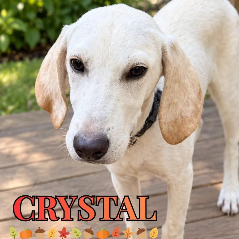 A young medium-sized female Mixed Breed dog named Crystal for adoption in Nantucket, MA