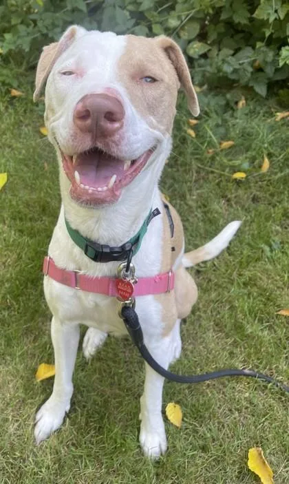 An adult medium-sized female White / Cream Catahoula Leopard Dog dog named Toky for adoption in Stanwood, WA