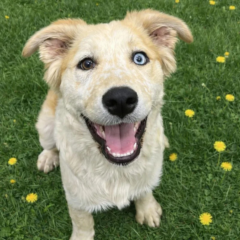 A baby medium-sized female White / Cream Australian Shepherd dog named Ct Daisy for adoption in Eastford, CT