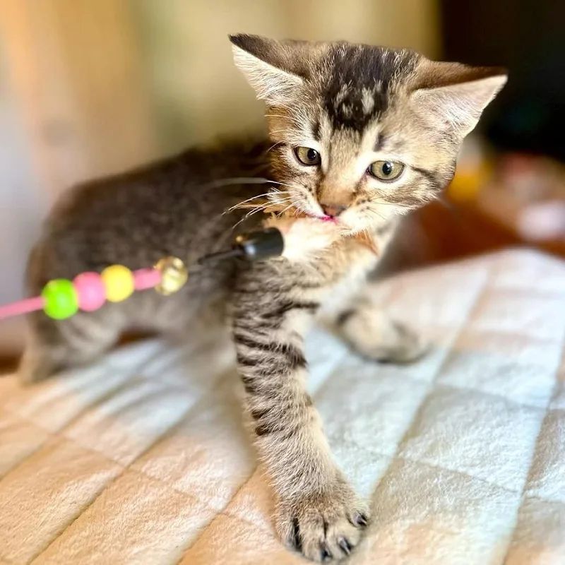 A baby small-sized female Brown / Chocolate Domestic Short Hair cat named Jess & Jim's Steakhouse for adoption in FAIRWAY, KS