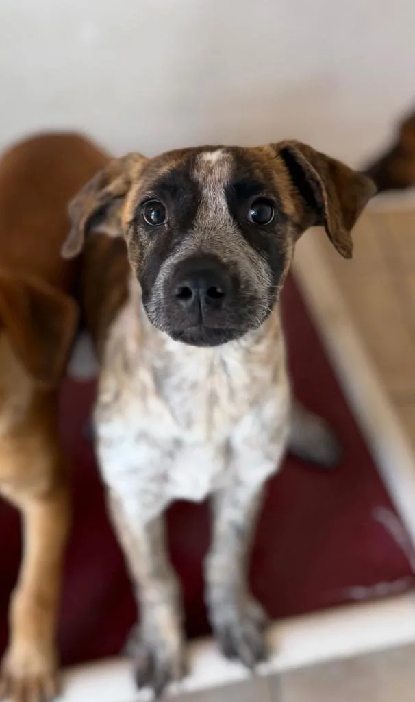 A baby medium-sized female Australian Cattle Dog / Blue Heeler dog named Bella Bon Bueno for adoption in Fort Lupton, CO