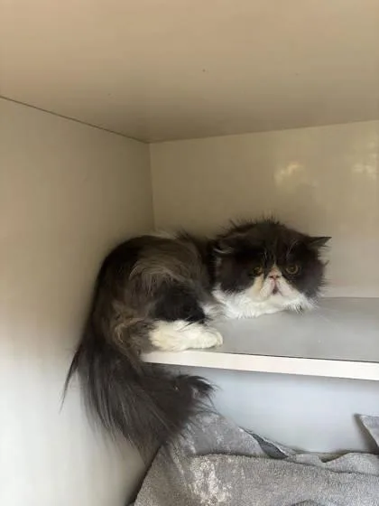 An adult small-sized male Persian cat named Gabriel for adoption in Manteo, NC
