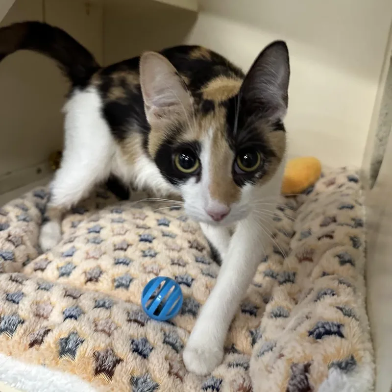 An adult medium-sized female Calico Domestic Short Hair cat named Madonna for adoption in Hinsdale, IL