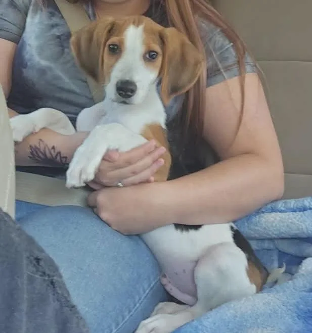 Meet Duckie Hound Puppy thumbnail 2
