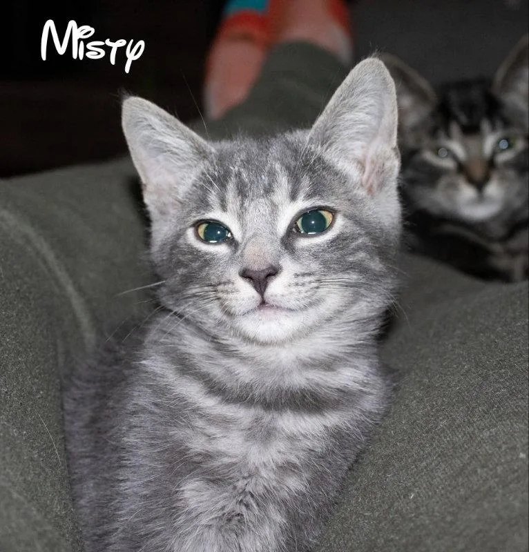 A young medium-sized female Tabby cat named Misty for adoption in Knoxville, TN