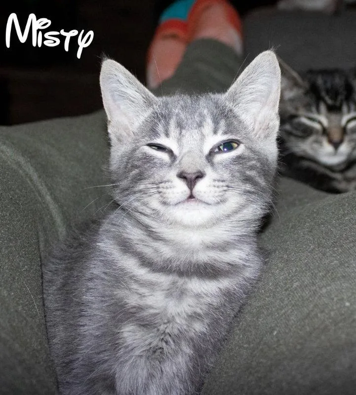Misty thumbnail 3
