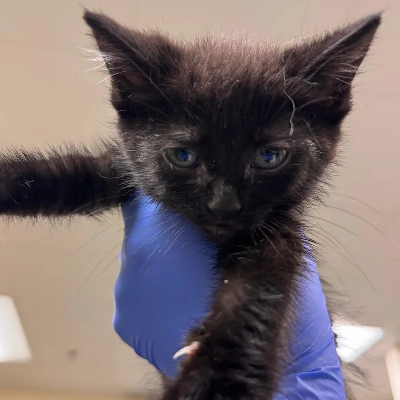A baby small-sized male Black Domestic Short Hair cat named Jj for adoption in Lynchburg, VA